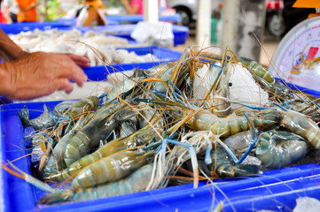 Giant malaysian prawn
