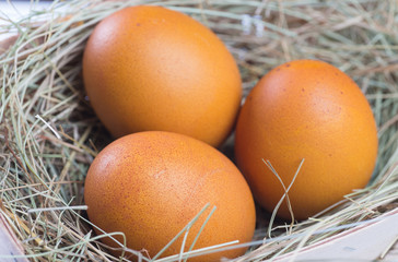 Macro shoot of brown eggs at hay nest in chicken farm