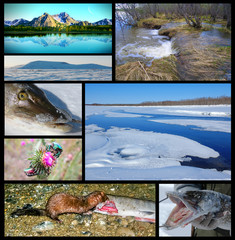 A collage on the theme of the Northern nature