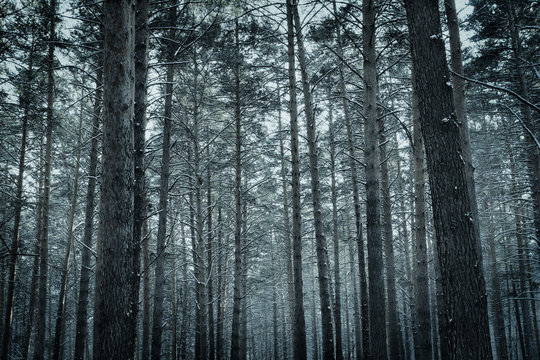 Fototapeta Frozen winter pine forest