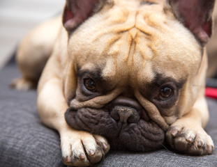Obraz premium French Bulldog