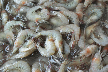 Fresh shrimp  in market