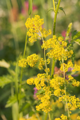 Fototapeta premium Lady's Bedstraw, Galium verum