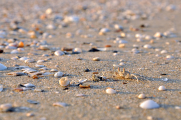 Life of crab