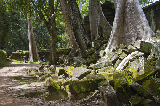 Old trees of Angkor Wat