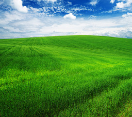 Fototapeta premium green field