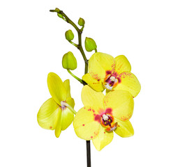 Naklejka premium beautiful yellow with motley orchid is isolated on the white b