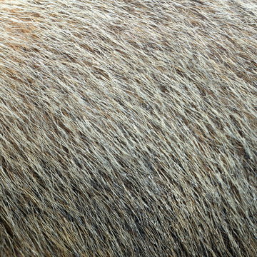 marmot textured fur
