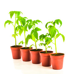 seedling of tomato plant in flowerpot is isolated on white backg
