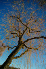 albero piangente ripreso dal basso