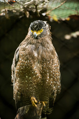 Serpent Eagle sitting in cage zoo
