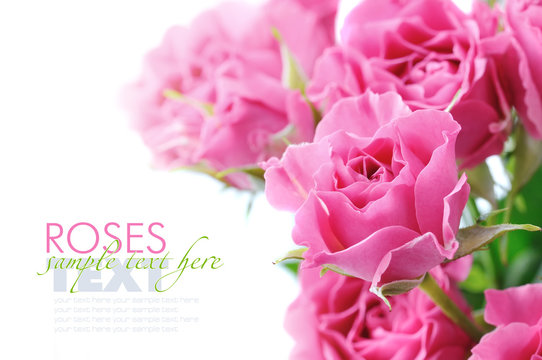 Pink roses isolated on white background