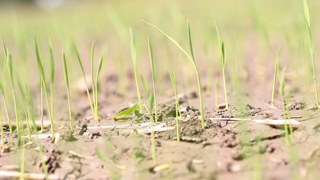 Rice Seedlings.