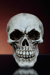 Obraz premium human skull