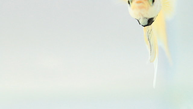 Betta fish, siamese fighting fish.