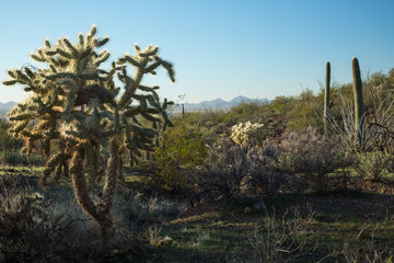 Arizona Landscape
