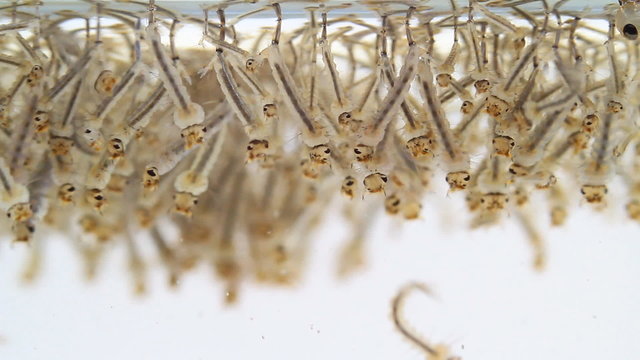 Mosquito's larva in water.