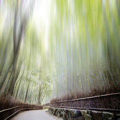 Bamboo forest with a road for adv or others purpose use