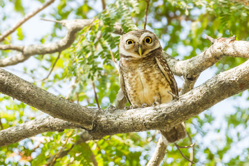 Spotted Owlet on tree top of the tree