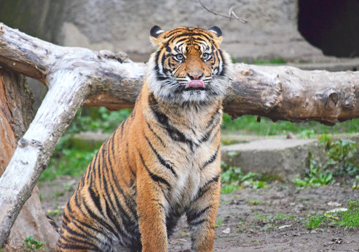Fototapeta Tiger at the Warsaw Zoo