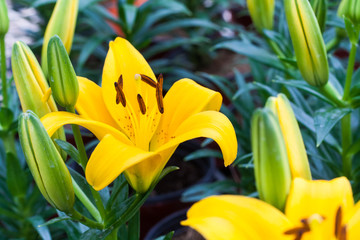 Yellow Lily flower