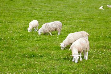 sheeps on the meadow