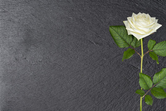 wei&szlig;e Rose auf Schiefer