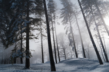 Fototapeta premium Forest with snow