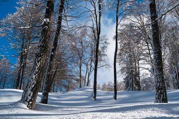 Forest with snow