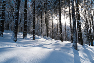 Forest with snow © Elisa Locci