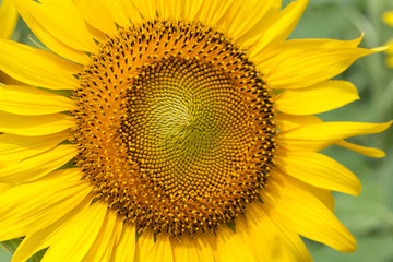 sunflowers closeup