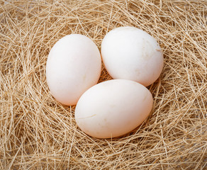 Organic duck eggs