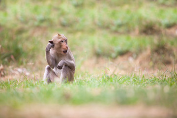 Monkeys of Thailand