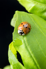 closeup of ladybug on the green leaf