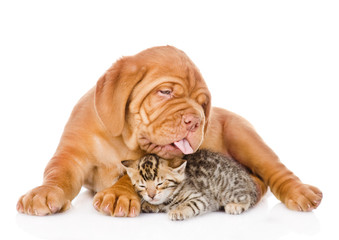 Bordeaux puppy dog licking bengal kitten. isolated on white 