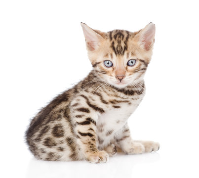 bengal kitten looking at camera. isolated on white background