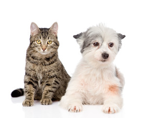cat with dog looking at camera together. isolated on white 