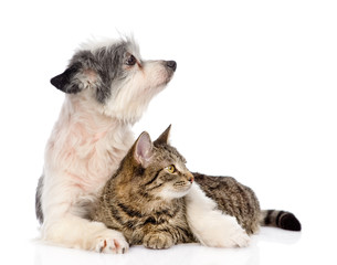 dog embracing cat and looking away. isolated on white background