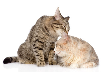 cats lick each other. isolated on white background