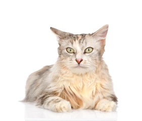 mixed breed cat looking at camera. isolated on white background