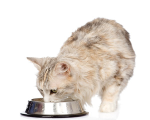 Fototapeta premium cat drinks water. isolated on white background