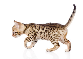 Bengal kitten walking. isolated on white background