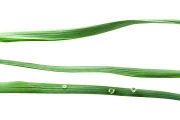 Some isolated green blades of the grass