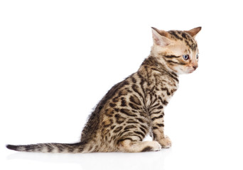 purebred bengal kitten sitting in profile. isolated on white 
