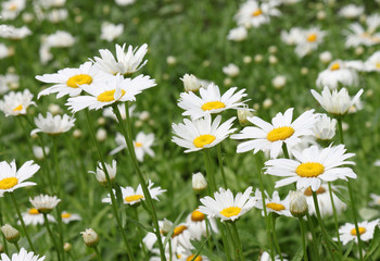 flowerbed with ox-eye daisies