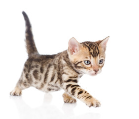 Bengal kitten walking. isolated on white background