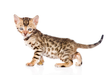 purebred bengal kitten looking at camera. isolated on white 