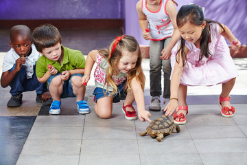 Kinder im Kindergarten streicheln Schildkröte