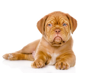 Bordeaux puppy dog looking at camera. isolated on white 