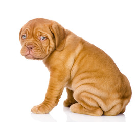 Bordeaux puppy dog. isolated on white background © Ermolaev Alexandr